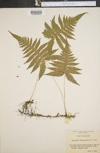 Dryopteris phegopteris image