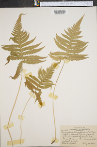 Dryopteris phegopteris image