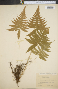 Dryopteris phegopteris image