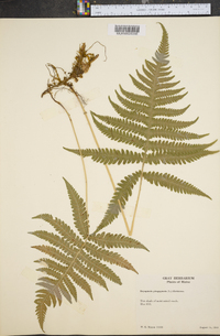 Dryopteris phegopteris image