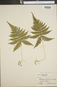 Dryopteris phegopteris image