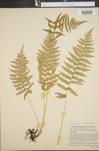 Dryopteris simulata image