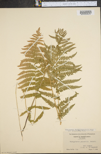 Dryopteris thelypteris var. pubescens image