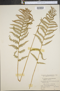 Dryopteris thelypteris image