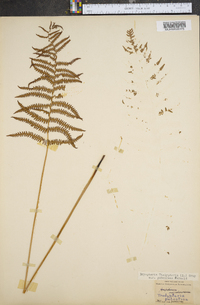 Dryopteris thelypteris image