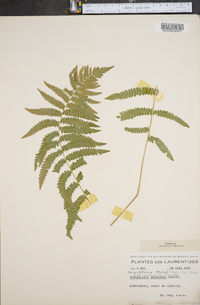 Dryopteris thelypteris var. pubescens image