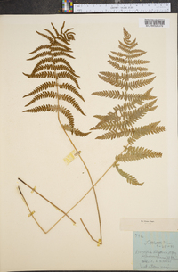 Dryopteris thelypteris var. pubescens image