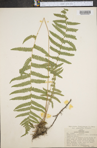 Dryopteris thelypteris image