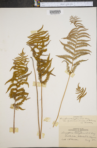 Dryopteris thelypteris var. pubescens image