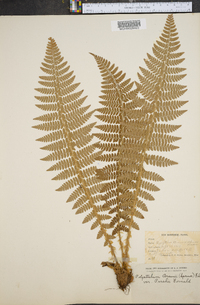 Polystichum braunii image