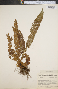 Polystichum lonchitis image