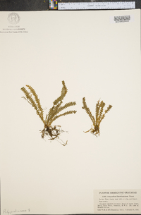 Polypodium knowltoniorum image