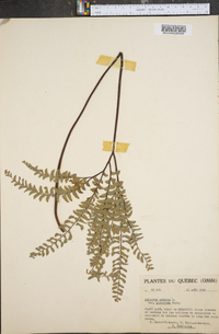 Adiantum aleuticum image