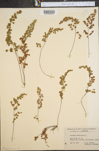 Adiantum chilense image