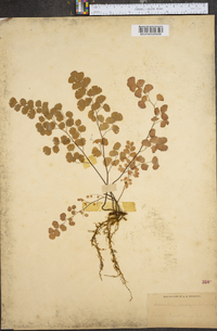 Adiantum emarginatum image