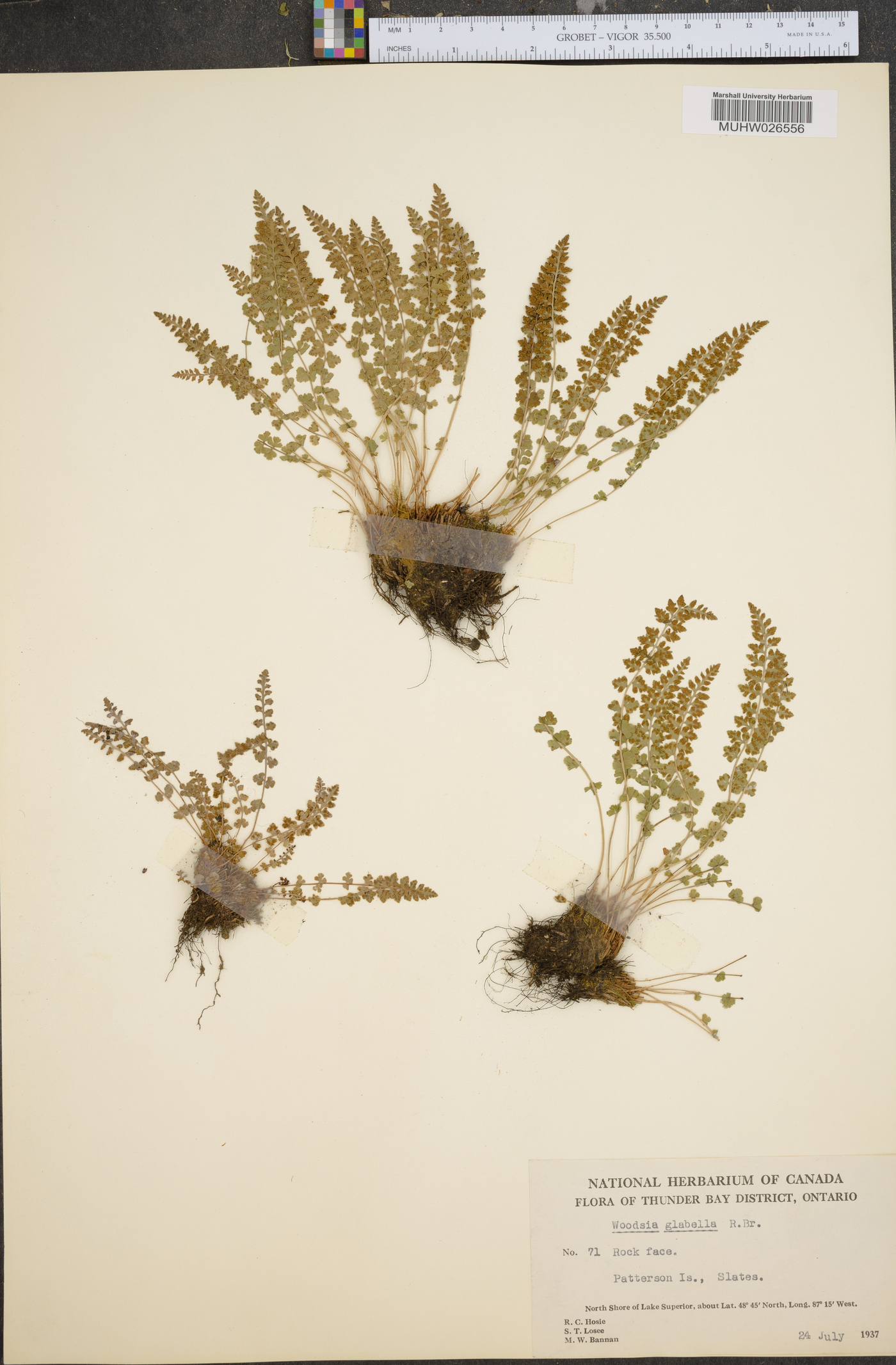 Woodsia glabella image