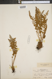 Woodsia ilvensis image