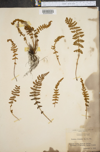 Woodsia ilvensis image