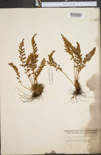 Woodsia ilvensis image