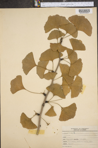 Ginkgo biloba image