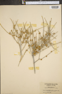 Ephedra funerea image