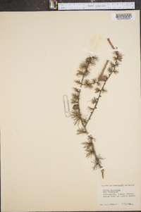 Larix laricina image