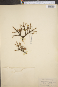 Picea mariana image