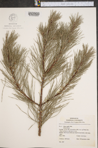 Pinus rigida image