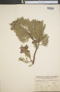 Juniperus pachyphlaea image