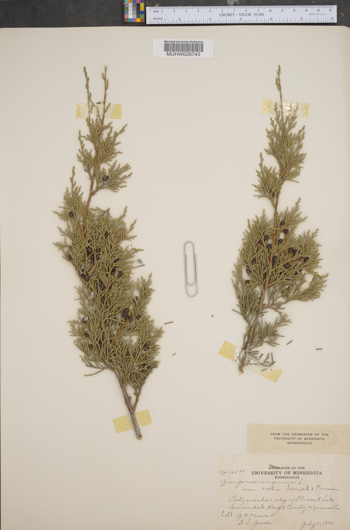 Juniperus virginiana var. crebra image