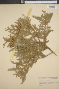 Thuja occidentalis image