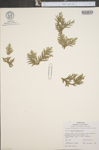 Thuja occidentalis image