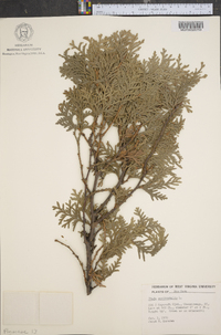 Thuja occidentalis image