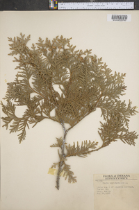 Thuja occidentalis image