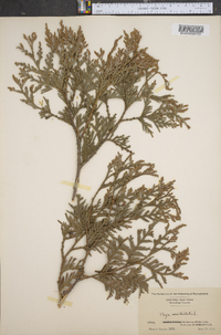 Thuja occidentalis image