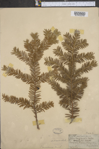 Taxus canadensis image