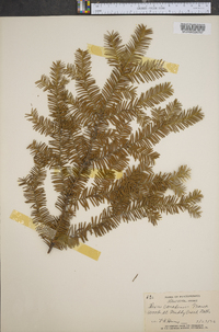 Taxus canadensis image