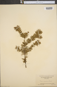 Taxus canadensis image