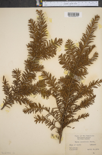 Taxus canadensis image