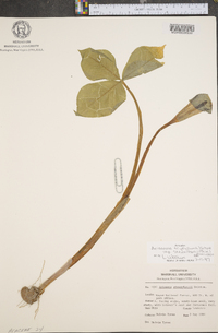 Arisaema triphyllum subsp. stewardsonii image