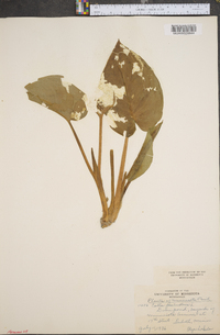 Calla palustris image