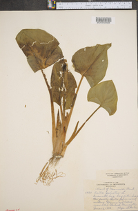 Calla palustris image