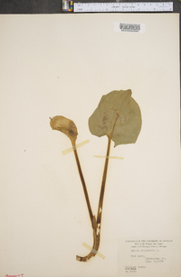 Calla palustris image