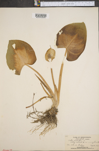 Calla palustris image