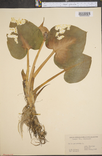 Calla palustris image