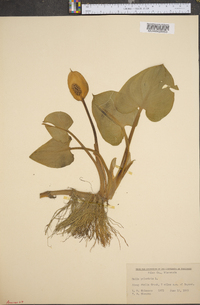 Calla palustris image