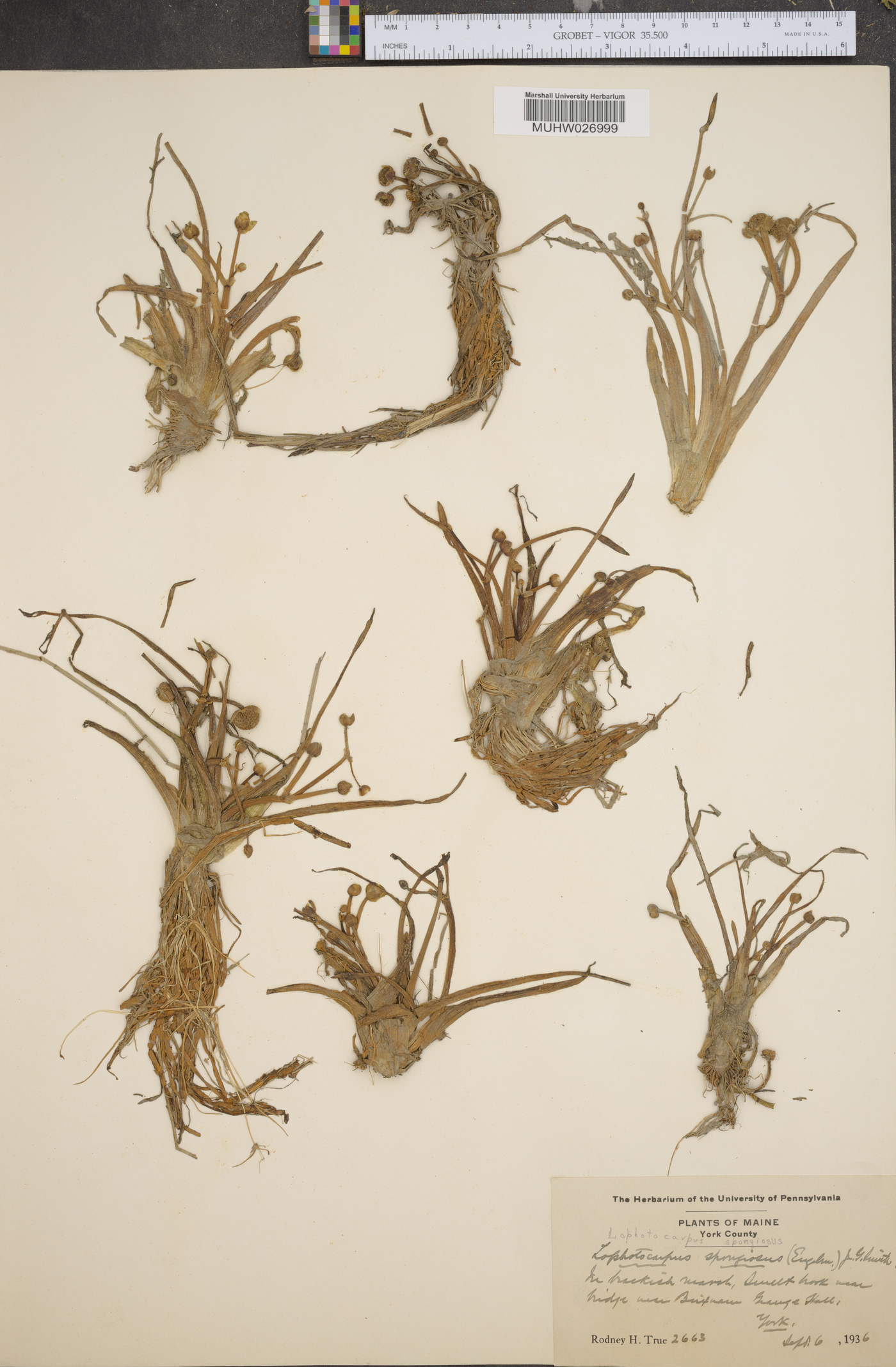 Sagittaria montevidensis subsp. spongiosa image