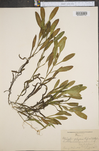 Potamogeton epihydrus var. nuttallii image