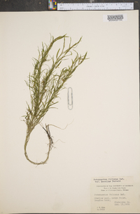 Potamogeton foliosus subsp. foliosus image