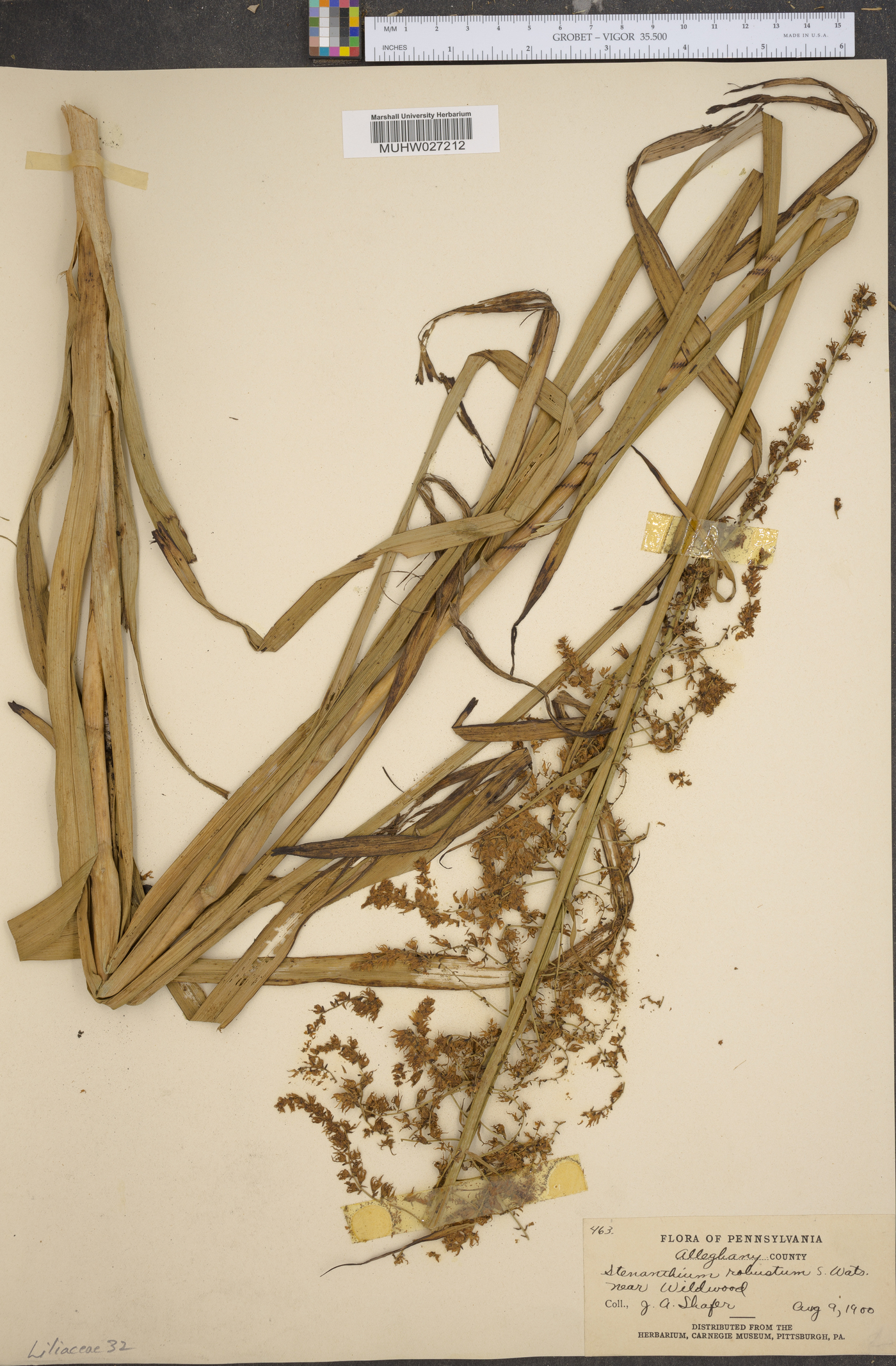 Stenanthium robustum image